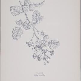 "Bramble" - Rubus parvifolius
