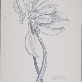 "Black Mangrove" - Rhizophora mucronata