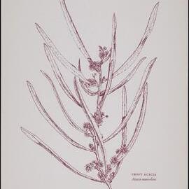 "Sweet Acacia" - Acacia suaveolens