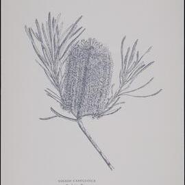 "Golden Candlestick" - Banksia collina