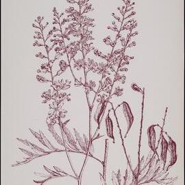 "Lomatia" - Lomatia silaifolia