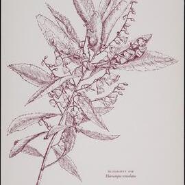 "Blueberry Ash" - Elaeocarpus reticulatus