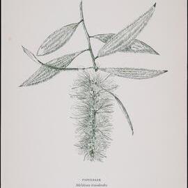 "Paperbark" - Melaleuca leucadendra