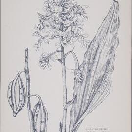 "Calanthe Orchid" - Calanthe veratrifolia