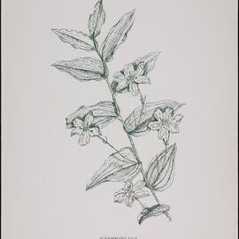 "Scrambling Lily" - Geitonoplesium cymosum