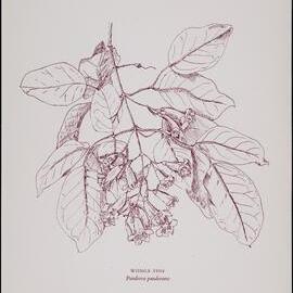 "Wonga Vine" - Pandorea pandorana