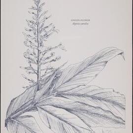 "Ginger-flower" - Alpinia caerulea