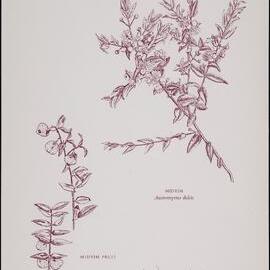 "Midyim" - Austromyrtus dulcis