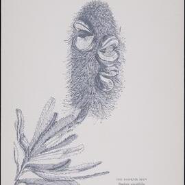 "The Banksia Man" - Banksia serratifolia