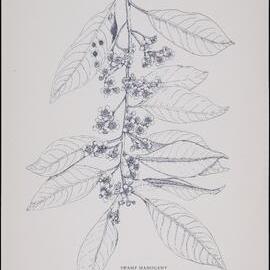 "Swamp Mahogany" - Tristania suaveolens