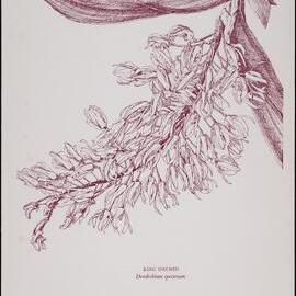 "King Orchid" - Dendrobium speciosum