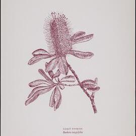 Coast Banksia - Banksia integrifolia