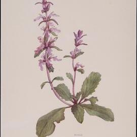 "Bugle" - Ajuga australis