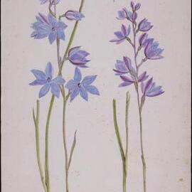 "Sun Orchids"