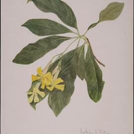 "Queensland frangipani" - Hymenosporum flavum