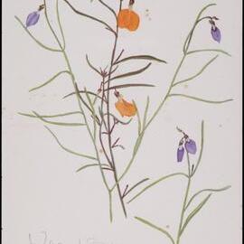"Spade Flowers" - Hybanthus filiformus (blue) Hybanthus enneaspermus