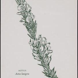 "Aotus" - Aotus lanigera