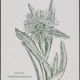 "Pigface" - Carpobrotus