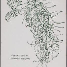 "Tongue Orchid" - Dendrobin linguiforme