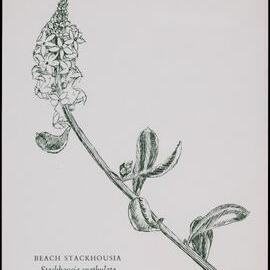 " Beach Stackhousia" - Stackhousia spathulata