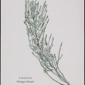 "Strangea" - Strangea linearis