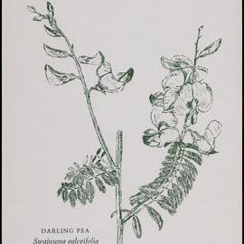 "Darling Pea" - Swainsona galegifolia
