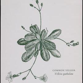 "Common Velleia" - Vellia spathulata