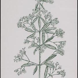 "Sandfly Zieria" - Zieria smithii