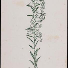 "Common Heath" Epacris obtusifolia