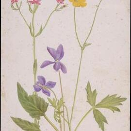 Mixed Wildflowers