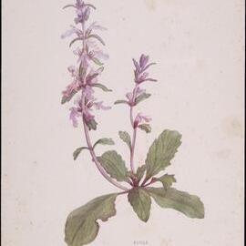 "Bugle" Ajuga Australis