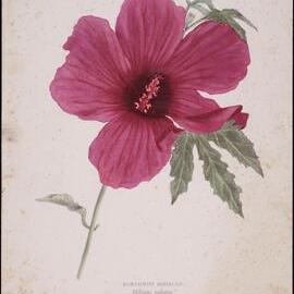 "Burgundy hibiscus" - Hibiscus radiatus