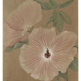 Hibiscus splendens