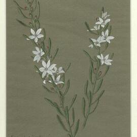 "Queensland waxflower" - Eriostemon Queenslandicus