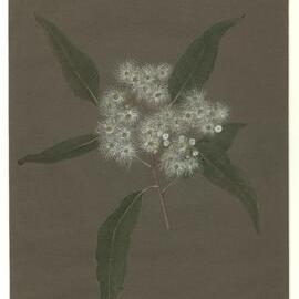"Red bloodwood" - Eucalyptus intermedia