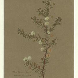 "Pale prickly Moses" - Acacia ulicifolia