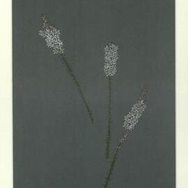 "Coral heath" - Epacris pulchella