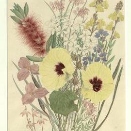 "Wallum wildflowers"
