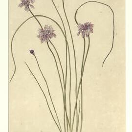 "Vanilla lilies" - Sowerbea juncea