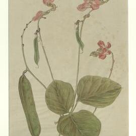 "Beach bean" - Canavalia rosea