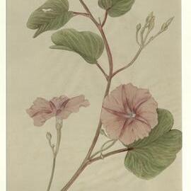 "Goatsfoot" - Ipomoea pes-caprae