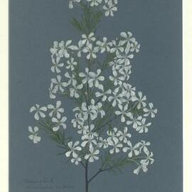 "Wedding bush" - Ricinocarpus pimifolius