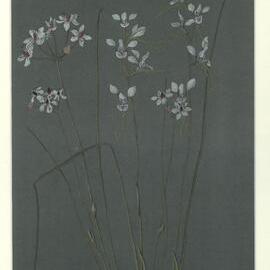 "Milkmaids" - Burchardia umbellata and "White doubletails" - Diuris punctata