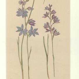 Sun orchid - Thelymitra ixioides