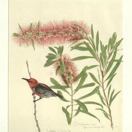 Callistemon and Scarlet Honey Eater