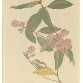 Nunyi-um - Malastoma polyanthum