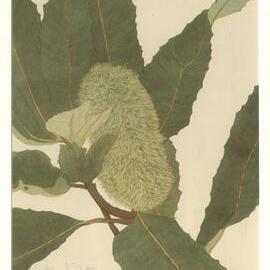Green Banksia - Banksia robur