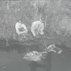#71 - Dead Fish in Petrie Creek - 1970