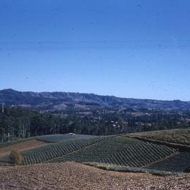 Woombye pineapples
