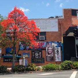 Flame Tree in bloom, Lowe Street, Nambour 2021